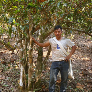 Spring 2026 Lao Man E Single Trees