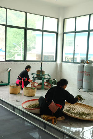 Spring 2025 Gua Feng Zhai