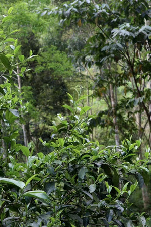 Spring 2025 Gua Feng Zhai