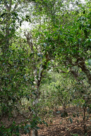 Spring 2026 Jingmai Single Trees