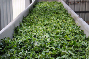 Spring 2026 Nan Nuo Single Trees