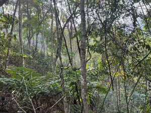 Spring 2025 Gua Feng Zhai