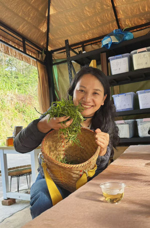 Autumn 2025 Jingmai Gushu