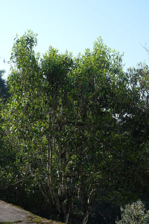 Spring 2026 Bangwai Gushu Sun-dried Black