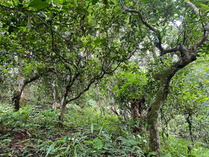 Spring 2026 Nan Nuo Single Trees