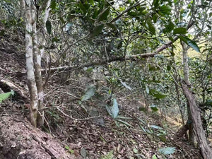 Spring 2025 Gua Feng Zhai