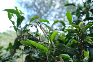 Autumn 2025 Jingmai Gushu