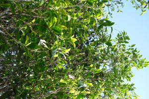 Spring 2026 Bangwai Gushu Sun-dried Black