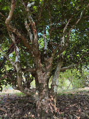 Spring 2026 Lao Banzhang Single Trees