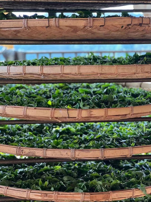 Spring 2025 Gua Feng Zhai