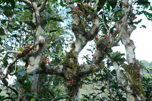 Autumn 2025 Jingmai Gushu