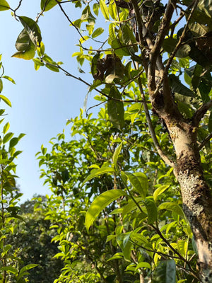 Spring 2026 Lao Banzhang Single Trees