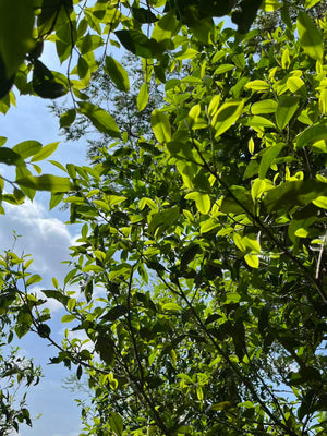 Spring 2025 Gua Feng Zhai