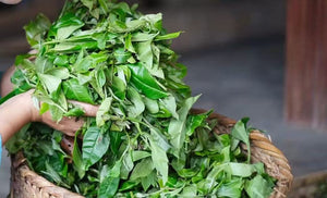 Autumn 2025 Jingmai Gushu