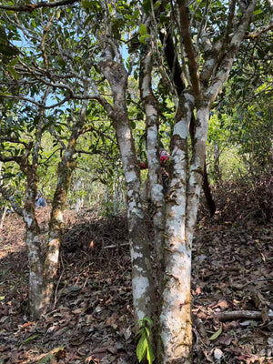 Spring 2026 Lao Banzhang Single Trees