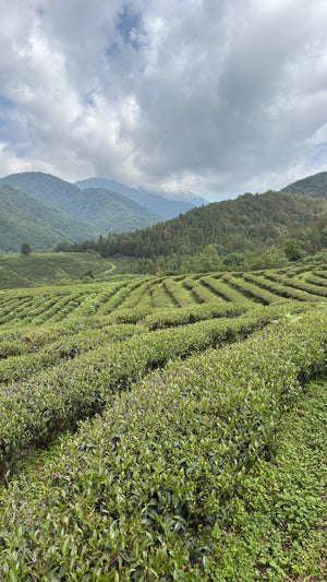 Spring 2026 Baoshan Oolong Black
