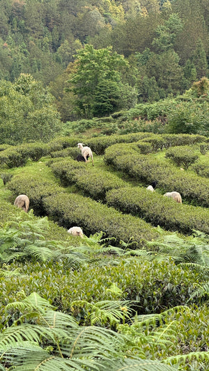 Spring 2026 Baoshan Oolong Black