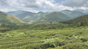 Spring 2026 Baoshan Oolong Black