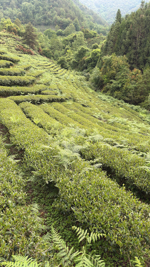 Spring 2026 Baoshan Oolong Black