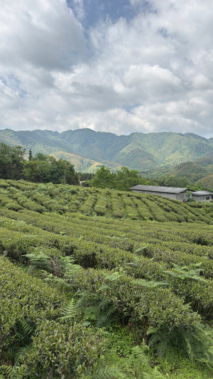 Spring 2026 Baoshan Oolong Black