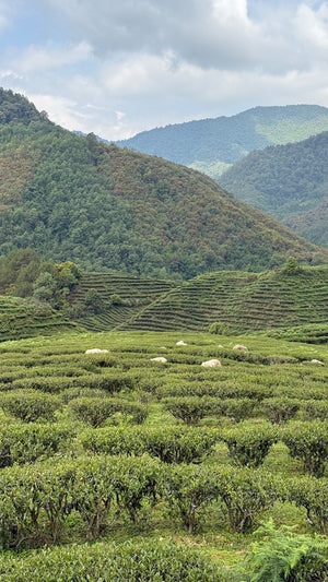 Spring 2026 Baoshan Oolong Black