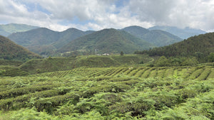Spring 2026 Baoshan Oolong Black