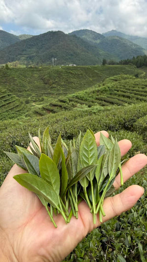 Spring 2026 Baoshan Oolong Black