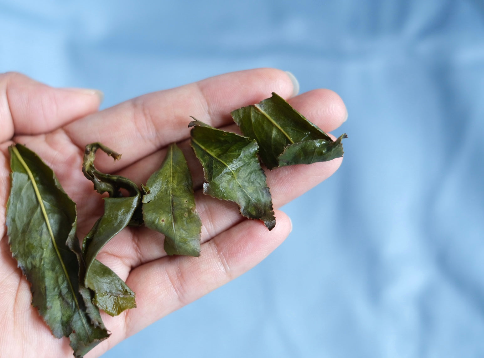 Spring 2026 Ailao High Mountain Oolong
