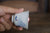 Tea cup #52