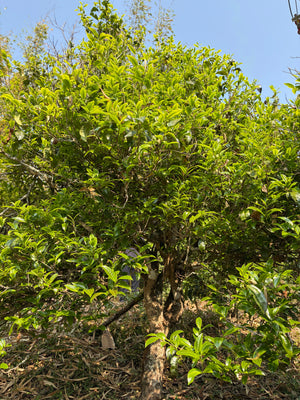 Spring 2026 Lao Banzhang Single Trees