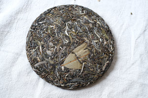 Autumn 2025 Jingmai Gushu