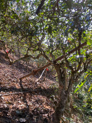 Spring 2026 Nan Nuo Single Trees