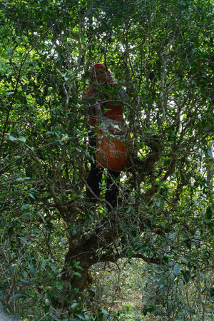 Spring 2026 Jingmai Single Trees
