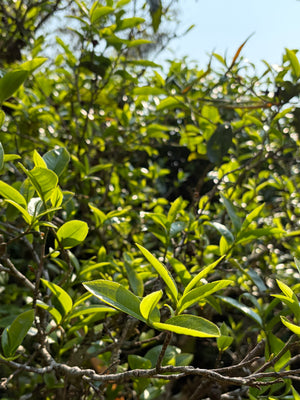 Spring 2026 Lao Banzhang Single Trees