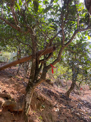Spring 2026 Nan Nuo Single Trees