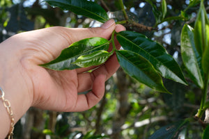 Spring 2026 Bangwai Gushu Sun-dried Black