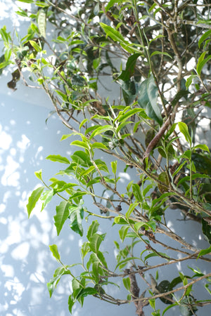 Spring 2026 Bangwai Gushu Sun-dried Black