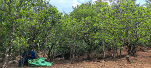 Spring 2026 Mang Nuo Gushu
