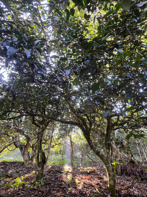 Spring 2026 Nan Nuo Single Trees