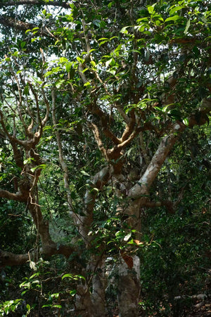 Spring 2026 Jingmai Single Trees
