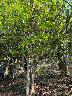 Spring 2026 Lao Banzhang Single Trees