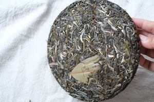 Autumn 2025 Jingmai Gushu