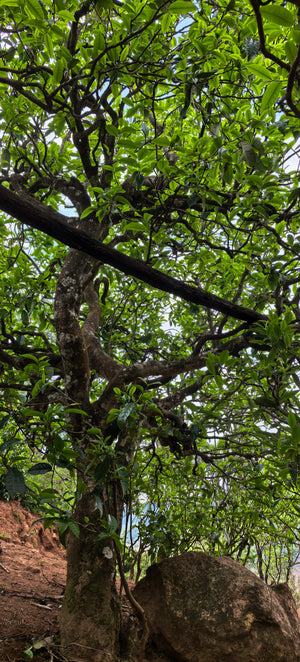 Spring 2026 Mang Nuo Single Trees