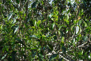 Spring 2026 Bangwai Gushu Sun-dried Black