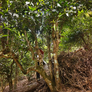 Spring 2026 Lao Man E Single Trees