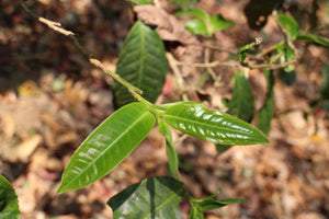 Spring 2026 Nan Nuo Single Trees