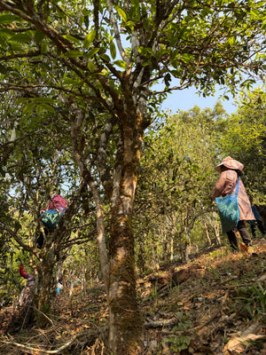 Spring 2026 Lao Banzhang Single Trees