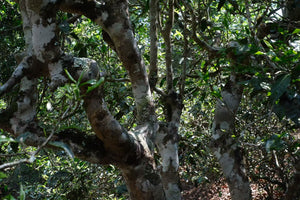 Spring 2026 Jingmai Single Trees