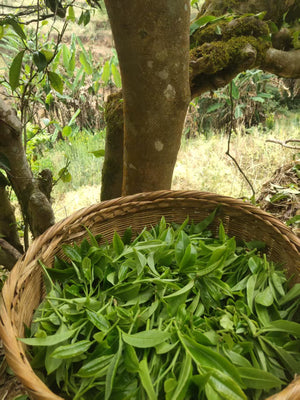 Spring 2026 Mang Nuo Single Trees