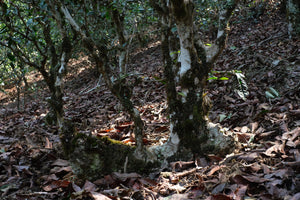 Spring 2026 Jingmai Single Trees